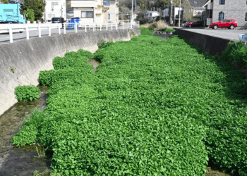 Agrião invade rios e ameaça ecossistemas no Japão
