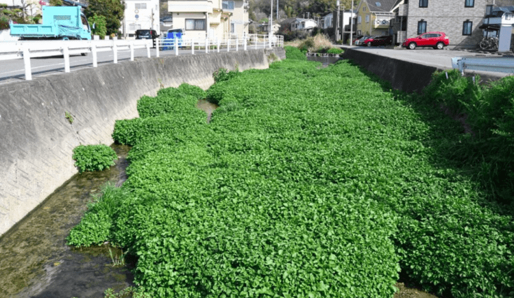 Agrião invade rios e ameaça ecossistemas no Japão