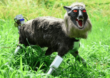 Lobos robôs viram sucesso no Japão após aumento recorde de ataques de ursos