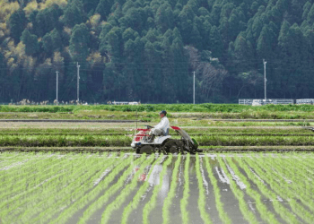 Redução do imposto sobre alimentos pode cortar mais de ¥300 bilhões da renda de agricultores japoneses